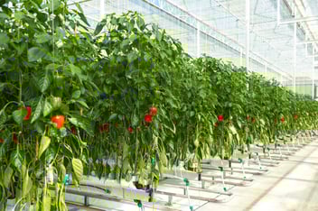 Bell paper in the high tech green house, high-tech horticulture